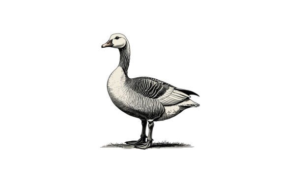 Vector Art of Barnacle Goose: A Versatile Creative Asset for Modern Design Projects